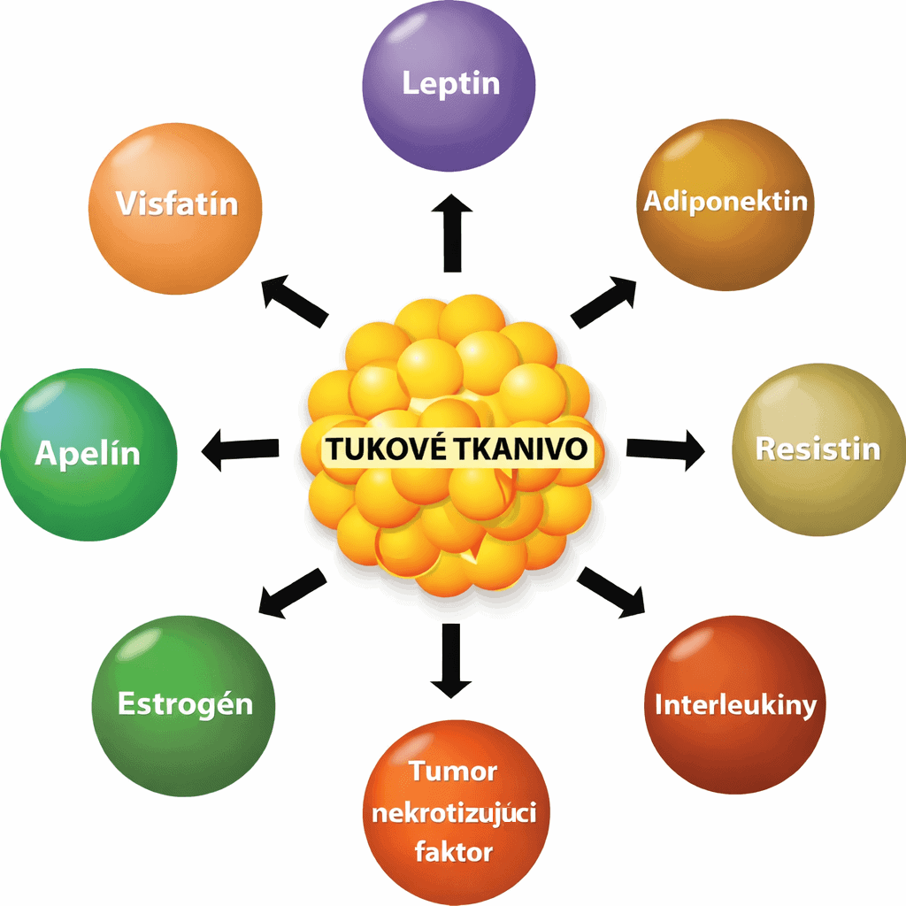Adipokíny a ich vplyv na zdravie