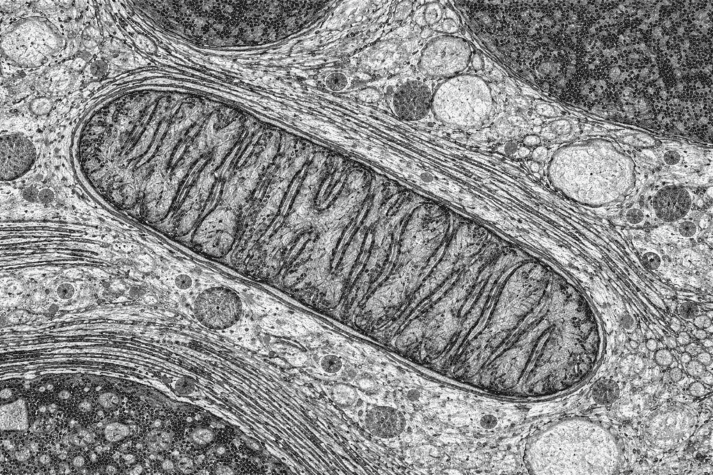 Čo sú mitochondrie a prečo sú pre telo kľúčové