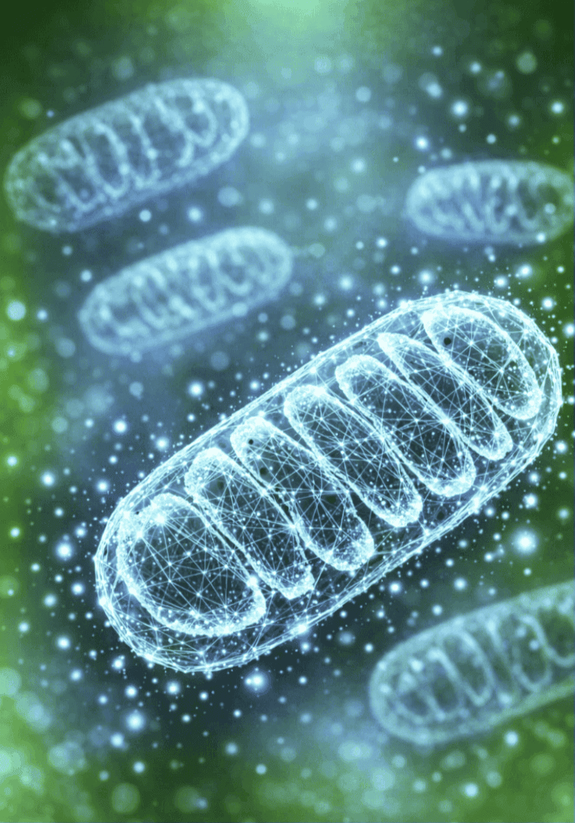 mitochondrie
