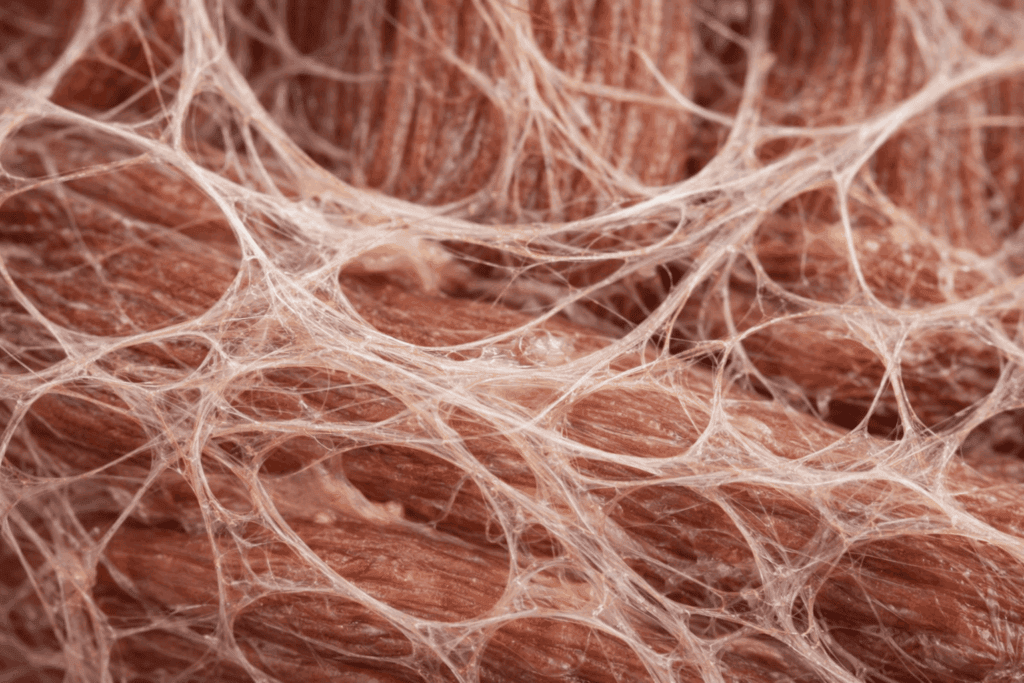 Fascie: skrytá sieť tela, ktorá ovplyvňuje pohyb aj starnutie