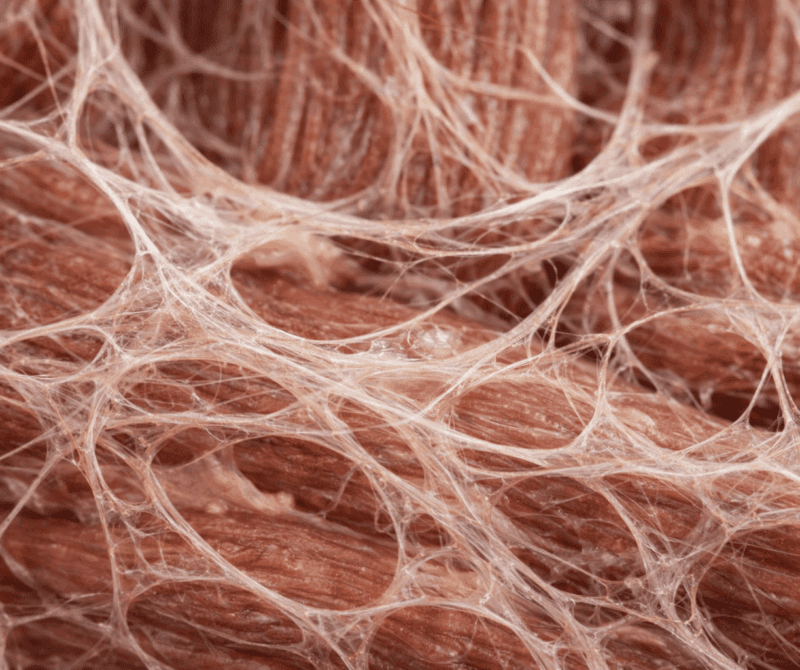 Fascie: skrytá sieť tela, ktorá ovplyvňuje pohyb aj starnutie